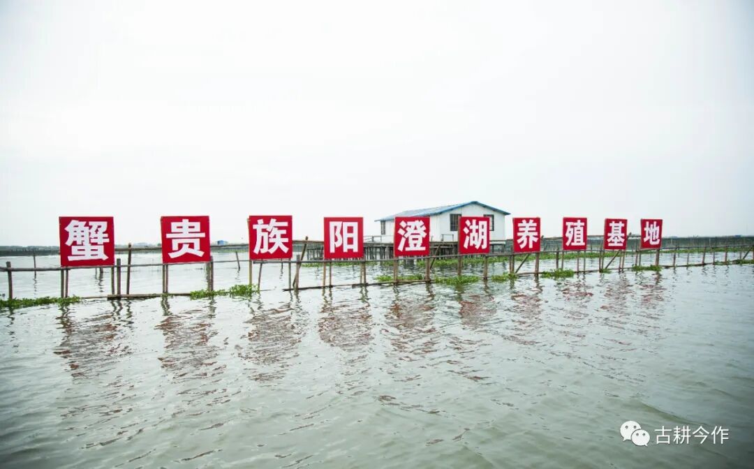 蟹贵族品牌照片